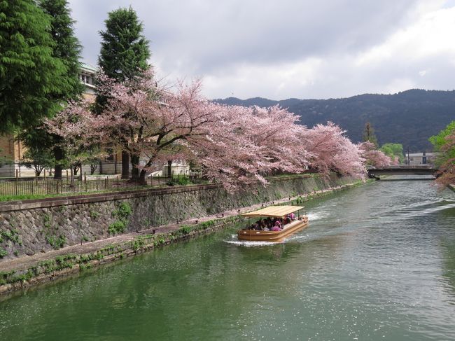 久しぶりの京都。<br />ず〜っと行きたいと思っていました。<br /><br />２００７年の春に訪ねてから、だいぶ年月が経ってしまい、<br />その間、４トラのトラベラーさんの旅行記を見ると、<br />だいぶ京都の街も様変わりしているようです。<br /><br />そう、この岡崎公園の琵琶湖疏水だって、<br />このように桜を眺める舟も運行しているのです。<br /><br /><br />行かないと、どんどん浦島太郎になってしまう…<br />観光立国を目指す日本。<br />これから、さらに変わっていくのでしょうね。