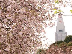 東京の屋内と屋外の遅咲き桜を愛でる（前編）新宿御苑の垂涎の八重桜を超広角レンズを交えて楽しむ