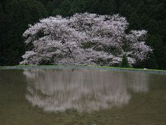 旅するイルカ♪　桜だより　2015　Part8　奈良県　諸木野の桜と佛隆寺へ