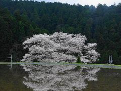奈良の桜巡り　２０１５年　三多気の桜もね！