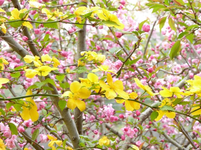 今年は京都の桜めぐり　①早咲き（3月29日）　②ソメイヨシノ(4月3日）　③遅咲き（今回＝4月12日）・・・を楽しみました。<br /><br />日曜日、晴れマークは久しぶりだったので京都は大混雑でした。<br /><br />桜情報は４トラ最新旅行記と　ネットの京都・桜　http://souda-kyoto.jp/　<br />を参考にしました。<br /><br />遅咲きの桜はまだまだ楽しめて、つぼみ状態の桜も多かったです。ネットを駆使してお出かけください。<br /><br />神宮丸太町→烏丸丸太町⇒京都御苑⇒烏丸今出川→北大路駅⇒半木の道・植物園（昼食）→衣笠校前バス停⇒おやつタイム・平野神社⇒わら天神バス停→原谷苑→わら天神バス停→出町柳駅<br />（⇒徒歩、　　→バス、地下鉄）<br /><br />昼食＝お弁当　　　　おやつタイム＝クリケット<br /><br />今回も全て公共交通機関を利用しましたが、一番の難題は原谷苑への往復で、珍道中になりました。<br /><br /><br /><br /><br />