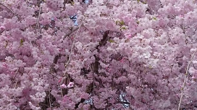 春になり、幾日か過ぎて、枝垂れ桜が見ごろを迎えております。<br />画面いっぱいに、撮影してみました。(^.^)<br />健忘録を兼ねた、のどかな休日のひとコマです。<br /><br />2014年１1月<br />行田でトラフグでも食べたいな？・・と思い、問い合わせると、<br />年末に向け、トラフグを飼育中の為、ふぐ刺しは休止中です。・・と、返答あり。至極、残念。(T_T)<br /><br />その後、年も明けたし、春の暖かさに誘われ、<br />また、トラフグを思案し始めた。<br /><br />すると、今度はテレビ放映され、マイナーなお風呂屋なのにもかかわらず。<br />CHAIの旅行記にも閲覧数に変化あり。<br /><br />これは、お風呂屋さん。<br />混むのかな？・・と、予測され、時期をずらすことを選択。<br /><br />毅然としてるように見えるが、心の中では、<br />次回、再訪を思案した際。<br /><br />また、トラフグが、なくなってしまって、飼育中に付きふぐ刺しは、休止です。なんて、言われないだろうか？？<br />・・と、若干、不安にびくつく。<br /><br />そんな出来事を、ちょっと、横に置き。<br />では、どこに遊びに行こうかな？？<br /><br />ネット検索。<br /><br />