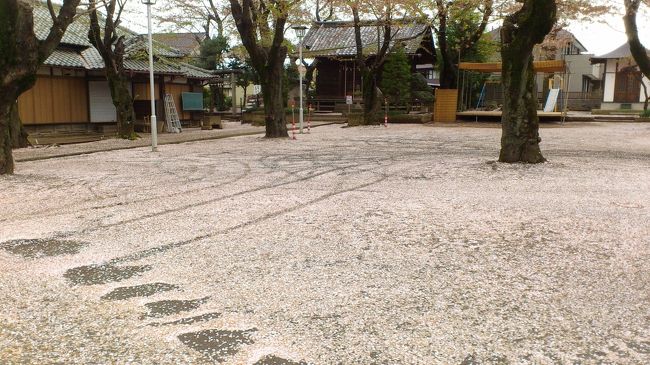 土曜日、近所で自転車を走らせている最中、あちこちで葉ザクラの大木を見かけました。<br />特に大学の正門前から続く並木道や、小さな寺の参道の桜は、晴天の満開姿をぜひ写真に収めたかった……！<br />と、今年2015年、じっくり味わう前にあっという間に終わってしまった花見の時期を偲んでいたら、パッと目に入った桜じゅうたん！<br /><br />小さなお寺ですが、夕方、誰もいない境内に散った桜は、掃き清められることなく、そのまんま残っていました。<br />散り始めた桜の花びらが道ばたに美しくたまっているところはあれど、桜じゅうたんが敷地内にそのまま残っているシーンには、日常生活ではなかなかお目にかかれません。<br />そのままにしておけばきれいなのにな、と思っていても、落ち葉同様、風がさらうのでなければ、掃き清められてしまうことが常ですから。<br /><br />あいにく撮影機材はスマフォしか手元にありませんでしたが、ひととき、桜じゅうたん散策を楽しみました。<br /><br />＜これまでの小さな寺社めぐりの旅行記＞<br />2015年１月24日<br />「山号が気に入って散策した近所の神社～久しぶりにこういう撮影散策もいいもんだ@」<br />http://4travel.jp/travelogue/10975391<br /><br />2012年12月31日<br />「初詣の仕度が整った年の瀬の裏の神社を一眼レフのマクロレンズで」<br />http://4travel.jp/travelogue/10737010<br /><br />2011年１月３日<br />「正月３日と４日の近所の神社めぐり（裏の神社と高徳神社）」<br />http://4travel.jp/travelogue/10534032/<br />2011年１月２日<br />「正月２日は観劇ついでに大宮駅前と寺社めぐり」<br />http://4travel.jp/travelogue/10533966<br /><br />2010年２月７日<br />「目黒の都会のはざまの小さな寺社散策」<br />http://4travel.jp/travelogue/10427164/<br />2010年１月31日<br />「うちの近所に、ぽっくり寺につづいて延命寺！」<br />http://4travel.jp/travelogue/10424898/<br />2010年１月９日<br />「観劇前に、新宿の都会のはざまの小さなお寺散策」<br />http://4travel.jp/travelogue/10417069/<br /><br />2009年１月11日<br />「ぽっくり寺を求めて近所の寺社開拓・その２」<br />http://4travel.jp/travelogue/10302344/<br />2009年１月10日<br />「ぽっくり寺を求めて近所の寺社開拓・その１」<br />http://4travel.jp/travelogue/10302264/<br /><br />2008年６月24日<br />「すてきなお稲荷さんのいる花園神社」<br />http://4travel.jp/travelogue/10250600/<br />2008年２月11日<br />「観劇前に散策！─新宿中央公園と熊野神社」<br />http://4travel.jp/travelogue/10218067/<br /><br />2007年11月25日<br />「裏の神社、今年の紅葉は絶不調（泣）」<br />http://4travel.jp/travelogue/10199860/<br /><br />2006年12月２日<br />「裏の神社へ紅葉散策」<br />http://4travel.jp/travelogue/10109448/<br />