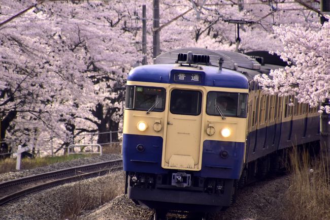 新調したカメラの試し撮りを兼ねて、桜満開の中を走る中央本線を見に、春の勝沼ぶどう郷駅を訪れてみました。