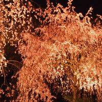 母娘京都旅２０１５　桜を訪ねる旅