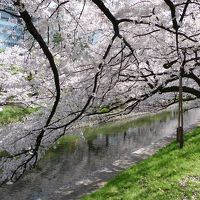 桜満開の富山へ・・・間違えて白川郷へ