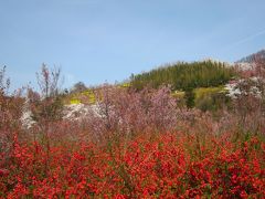 まさに桃源郷～桜満開の福島・花見山♪