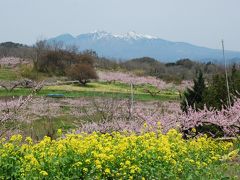 新府　桃源郷の花旅（山梨）