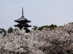 御室桜と衣笠山