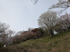 2015　多摩森林科学園の桜