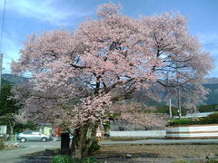 富士桜とマスで、サクラマス？