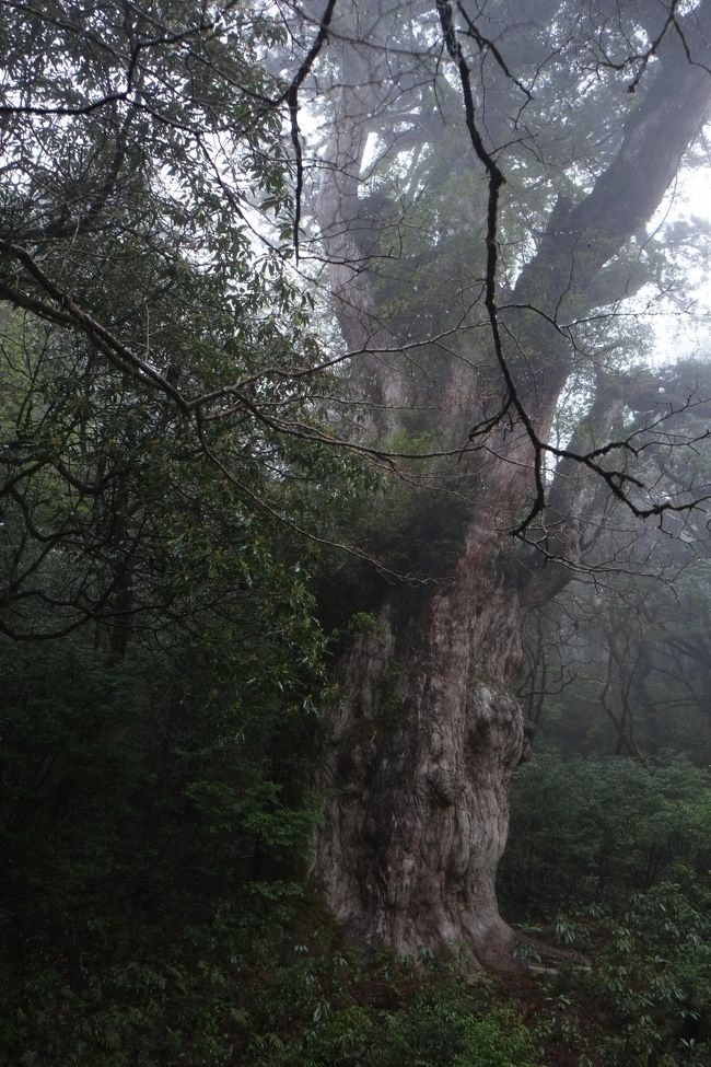 4月8日に伊丹空港から出発、空港に着いて分かったこと、屋久島は雨のため到着時視界不良だったら<br />伊丹に引き返すか鹿児島空港に着陸するかしますって制限飛行になってました。<br />今更キャンセルするのもってそのまま乗りました。幸い無事屋久島に到着しました。<br />初日はホテルに着いてそのまま周辺散策をして夜は早めに寝ました。<br />2日目はネットで縄文杉トレッキングを予約していたので朝3時に起床シャワー浴びて準備して<br />4時半にお迎えが来ました。5時に登山バスに乗り登山口に着いて朝食をとり6時から登山開始。<br />最初の3時間はトロッコ道で平坦な道で眠気以外は順調に進む。そのあとの2時間は結構ハードなトレッキングでした。<br />特に9日は一日中雨が降っていたため、足元が滑りやすかったのが大変でした。<br />苦労した分、縄文杉まで到着した時は感動しました。と同時に帰りがすごく不安になりました。<br />滑りやすいため下りは特に苦労しました。<br />何とか16時半のバスにギリギリ間に合い18時前には満身創痍でホテルに着きました。<br />すぐシャワー浴びて爆睡しました。<br />最終日は15時初なので取り合えず空港まで行き周辺でレンタカーを借りて島を回っただけで終わりました。<br />全体的急に休みが取れたため縄文杉以外は全く準備不足でどこを観光するとか決めてなかったのが悔やまれます。<br />次回は今回行けなかった白谷雲水峡にぜひ行きたいと思います。<br /><br /><br />