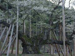 谷汲山華厳寺の桜並木参道と、根尾谷の薄墨桜