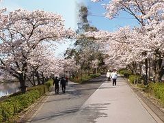 水戸サクラ満開の千波公園