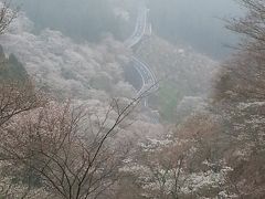 吉野の桜