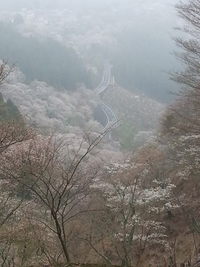 平日の誕生日休暇で  一度は訪れたい 吉野の桜を見に行きました。