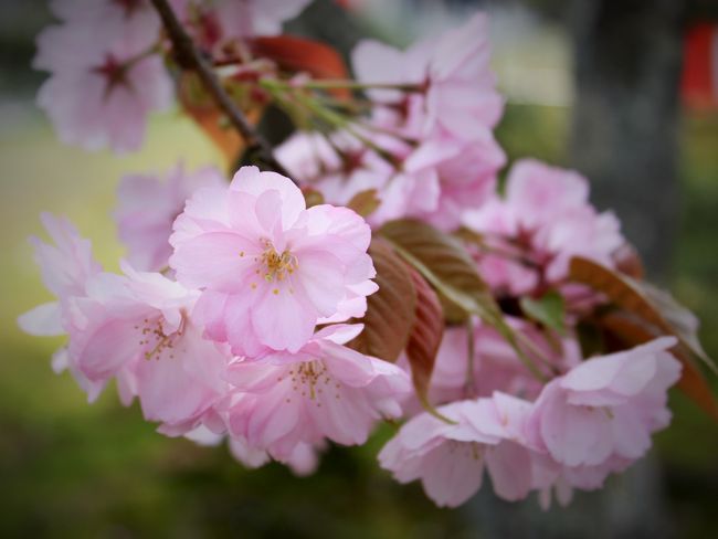 今年のお花見は京都に出かけました。<br />ソメイヨシノが満開の頃はお天気が良くなくて、御室桜に合わせて行ってきました。<br />