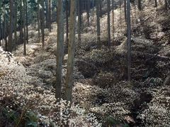 2015焼森山ミツマタ群生地 甘い香りの幻想的景観