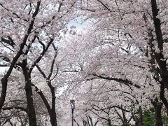 春の花街道！桜の古都慶州編