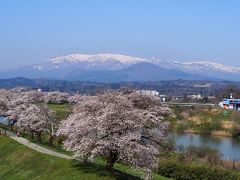 白石川堤「一目千本桜」