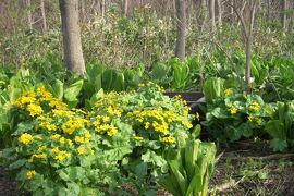 北海道 春の野山は山菜の宝庫 千歳 新千歳空港 北海道 の旅行記 ブログ By 紅映さん フォートラベル