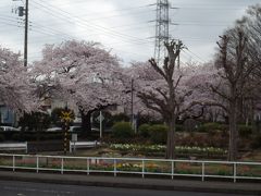 関東桜行脚　2　神奈川県相模原中央区の桜