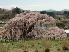 三春の滝桜は見頃です