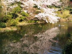 椿山荘東京_2015桜