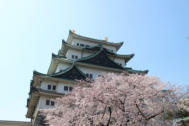 プチ帰省3日目。<br />桜がだいぶ咲いてきて天気も良かったので<br />母を誘い名古屋城にお花見に行きました。<br />