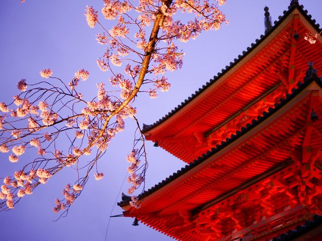 紅葉のときの京都が素晴らしすぎての再訪です。<br /><br />２日目以降は青空を見る事ができませんでしたが<br /><br />雨に濡れた桜の涙やライトアップで春を感じさせられました。<br /><br /><br /><br />訪問箇所<br /><br /><br />平等院<br />東福寺<br />雲竜院<br />蹴上インクライン<br />南禅寺<br />京都駅<br />清水寺<br />高台寺<br />圓徳院<br />京都御所<br />平安神宮<br />銀閣寺<br />哲学の道