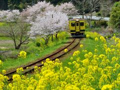 房総一泊ドライブ旅行（１）　～沿線に菜の花が咲き乱れるローカル列車を追っかける～