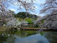 春の鎌倉　お花見＆おすすめイタリアン