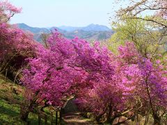 岩根山ツツジ園＆長瀞の桜