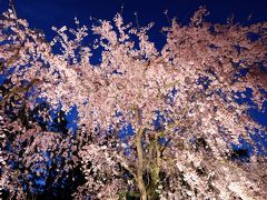 平安神宮紅しだれコンサート２０１５