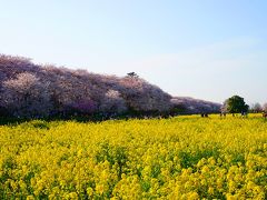 幸手権現堂桜堤　～～菜の花と桜まつり～～