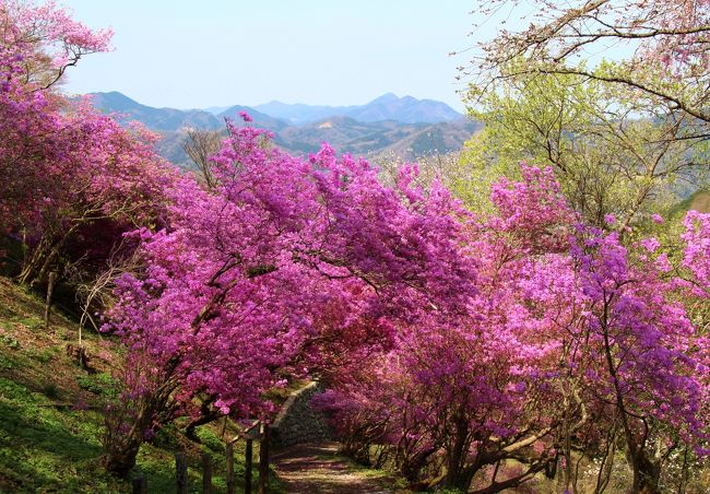 岩根山ツツジ園にミツバツツジ、長瀞・野土山に桜を見に行きました。<br /><行程><br />秩父鉄道樋口駅(08:21着)→道光寺→白鳥神社→岩根山ツツジ園・岩根神社→葉原峠→春日神社→法善寺→多宝寺→長瀞北桜並木→真性寺→金石水管橋→長瀞岩畳→郷土資料館→野土山→不動寺→通り抜けの桜→宝登山神社→秩父鉄道長瀞駅(19:01発)<br />表紙は岩根山ツツジ園