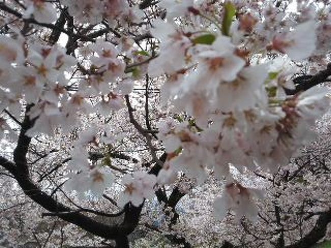 はとバスツアーで日帰りで高遠に行ってきました。<br /><br />天気予報は雨、中央道の間も晴れ、曇り、雨とコロコロ変わりましたが、高<br /><br />遠に滞在中も晴れ、曇り、雷、雨とてんこもりでした。<br /><br />コヒガン桜は満開でした！