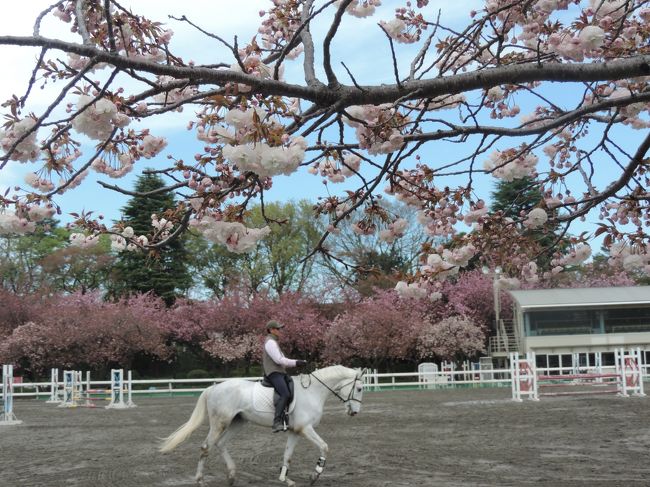 ソメイヨシノが散って10日ほど経つと八重桜が満開になる。まず砧公園で新緑の中に咲く八重桜を観賞してから、歩いて馬事公園へ。ここの八重桜は圧巻で、馬場での馬の調教を見ながらのお花見は最高だ。