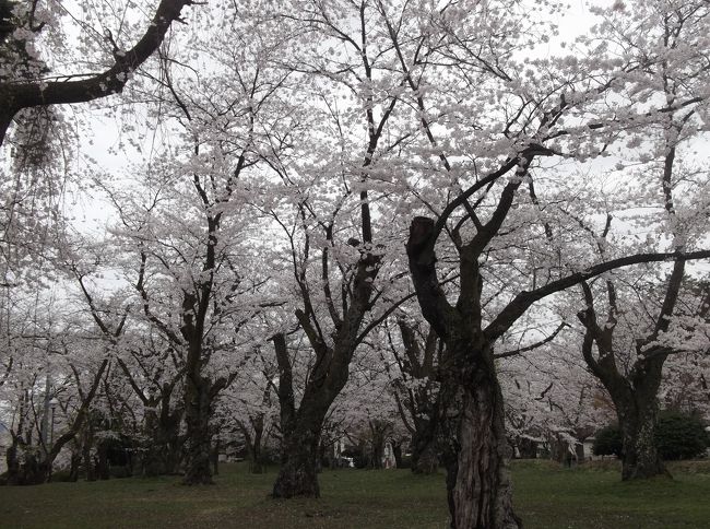 仲間たち10人で、五泉市の村松公園の桜を見に行き、近くの「さくらんど温泉」で部屋を借り<br />御昼食を食べながら3時間程休憩してタップリ温泉に浸かって帰ってきました。<br /><br />村松公園は、明治時代日露戦争の戦勝記念に作られたそうで<br />園内には3000本の桜が植えられています。<br />老木となった桜の木ですが見事に花を咲かせています。<br /><br />