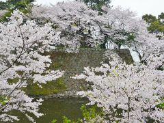 九州サクラ紀行・その４（福岡県）