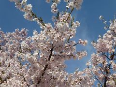 高遠天下第一の桜