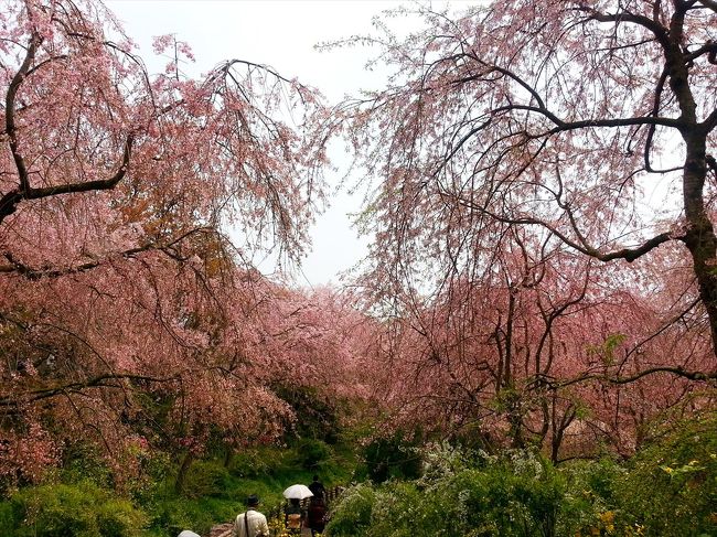 特に旅行の予定もないまま、気づけば平成２７年も３分の１が経過しようとしてると思うと、心底ゾーっとします。<br /><br />原谷苑で桜を見てきました。<br />原谷地区は京都市内でありながら一山越えなければならず、ちょっと不便な場所ながら、桜の季節は訪れる人が後をたたない名所の一つ。<br />一歩足を踏み入れれば百花繚乱、こんなに見事な桜ヘブンは見た事無い！と感心しきりでした。