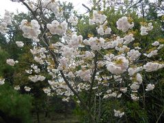 世界遺産の旅　奈良　法隆寺