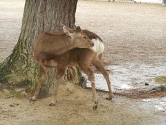 世界遺産の旅　奈良　奈良の文化財