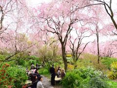 春爛漫　～　“原谷苑のしだれ桜と仁和寺の御室桜に。。。酔いしれましたぁ～”