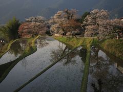 旅するイルカ♪　桜だより　2015　Part9 三多気の桜と屏風岩へ