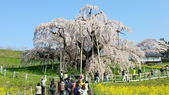 久しぶりに行ってきました。実に7年ぶり。様々な困難を乗り越え、とてもたくましくさえ見えました。