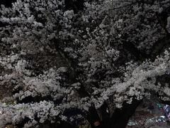 東京２０１５桜　【９】国立