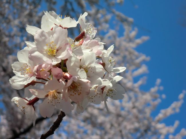 ２０１５年３月<br />練馬石神井ギャラリー「あと・いず」で個展をし<br />3月31日<br />搬出の為、上京。<br /><br />東京は満開の桜。<br />天気も最高。<br /><br />搬出を口実に、桜を満喫。<br /><br />さらに池袋で打ち上げだ～～～
