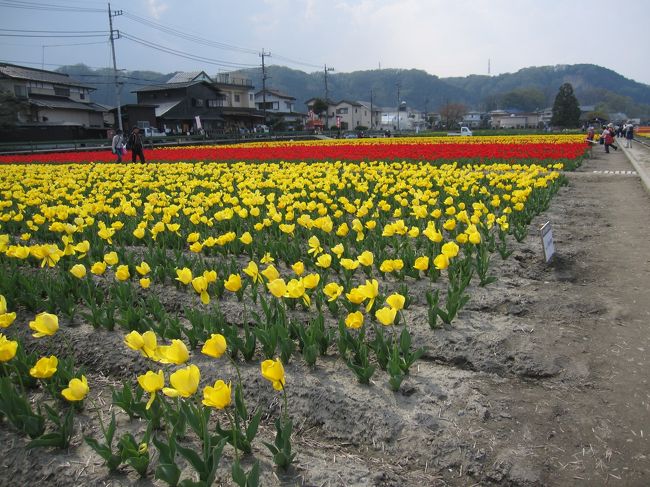 はむら花と水のまつり 2015チューリップまつりに行きました。<br />根がらみ前水田というところが会場になっているようです。<br />チューリップもちょうど見ごろでとてもきれいでした。<br />露店も出ていてにぎわっていました。<br />駐車場も何か所かあり、車で行ってきました。<br />